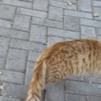 پیدا شده در بوستان غنچه|حیوانات|مشهد, چهارچشمه|دیوار