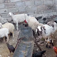 بز و میش