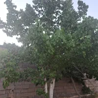 فروش باغ در نوچاه|فروش خانه و ویلا|مشهد, نوچاه|دیوار