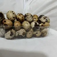 تخم خوراکی و نطفه دار سایز بزرگ بلدرچین