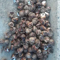 حلزون اسکارگو طبی