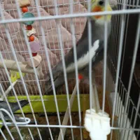 عروس هلندی نر و ماده معاوضه با کفتر|پرنده|مشهد, شهید قربانی|دیوار