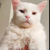 گربه نزاد اصیل