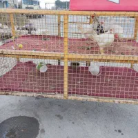 قفس تورفنس بزرگ (مرغ سگ کبوتر)