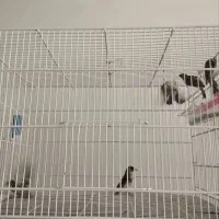 فروش ماده سهره معمولی و کرمانی