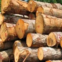 درخت و چوب شما را با بالاترین قیمت نقدی خریداریم|خدمات باغبانی و درختکاری|مشهد, کلاهدوز|دیوار