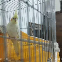 عروس ماده|پرنده|قم, قلعه کامکار|دیوار