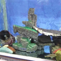 اکواریم و ماهی|ماهی|دیواندره, |دیوار