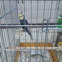 عروس هلندی|پرنده|قم, بنیاد|دیوار