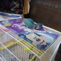 کوتوله دستی سرلاکی|پرنده|مشهد, سعد آباد|دیوار