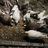 کفتر ساعت بالا خوش خال