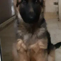 ژرمن  شولاین