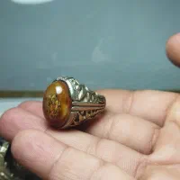 سلطانی هم رشدی با شجر خزه ای بهشهر