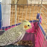 هلندی ماده و نر