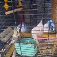 یک جفت عروس هلندی