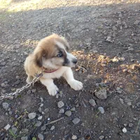 پاک‌وتا خانگی|سگ|سنگدوین, |دیوار