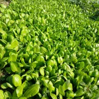 کاهوسفیدکرجی