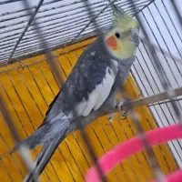 عروس هلندی نر