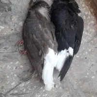 کبوتر