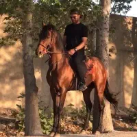 اسب تروبرد قد ۱۸۳