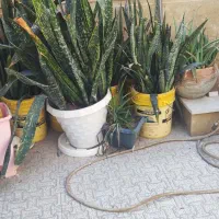 گلهای سانسوریا|گل و گیاه طبیعی|چابهار, |دیوار