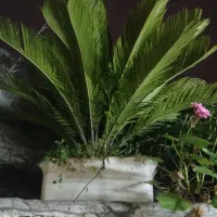 با سلام یک عدد سیکاس  جوان بفروش می‌رسد