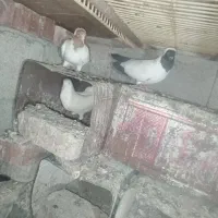 کفتر پرستویی یا انگلیسی