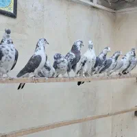 کفتر پرشی هوا میکنم بشنید زیرش|پرنده|تهران, دولاب|دیوار