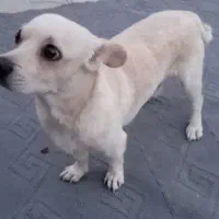 سگ نر پاکوتاه|سگ|داراب, |دیوار