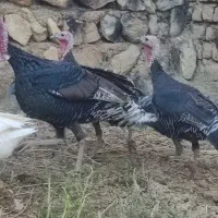 بوقلمون