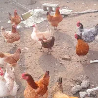 فروش مرغ بالغ