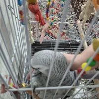 فروش طوطی کاسکو سخنگو