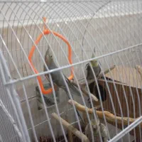 کفش درجه یک