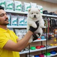 سگ چاو چاو خرسی فلت عروسکی|سگ|کرج, فاز ۱ مهرشهر|دیوار