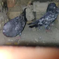 دونه‌ای ۲۵۰