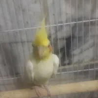 عروس هلندی لوتینو|پرنده|خاش, |دیوار