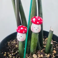 چسبونک قارچ