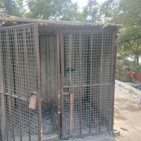 گنجه