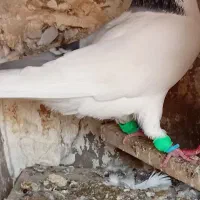 کبوتر|پرنده|شوشتر, |دیوار