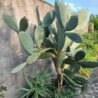 کاکتوس غول پیکر