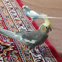 عروس هلندی ومرغ عشق|پرنده|ابهر, |دیوار