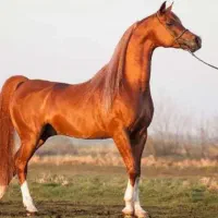 اسب پیدا شده در رودسر