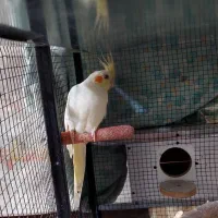 عروس لوتینو ماده کار داده معاوضه با نر