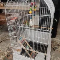 سه تا جوجه طوطی برزیلی دوماهه|پرنده|تهران, مسعودیه|دیوار