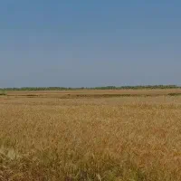 زمین-کشاورزی-برا-کاشت-جو