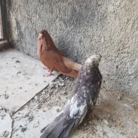 کبوتر سرور اصل