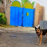 سگ ماده هاسکی گمشده در محله کوشکوک ایرانشهر