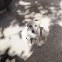 سگ پاکوتا