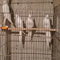 ۳جفت عروس کارداده|پرنده|مرند, |دیوار