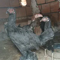 جوجه  لاری  بزرگ کوچیک|حیوانات مزرعه|مینودشت, |دیوار